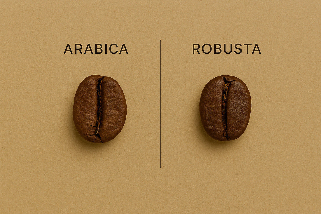 Arabica vs. Robusta: What’s in Your Cup?