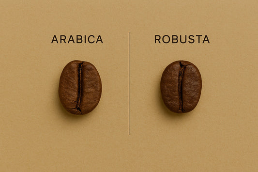 Arabica vs. Robusta: What’s in Your Cup?